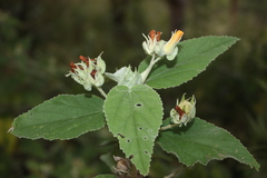 Melhania hamiltoniana